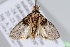  ( - BC ZSM Lep 103516)  @11 [ ] CreativeCommons - Attribution Non-Commercial Share-Alike (2018) SNSB, Staatliche Naturwissenschaftliche Sammlungen Bayerns ZSM (SNSB, Zoologische Staatssammlung Muenchen)
