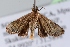  ( - BC ZSM Lep 103521)  @12 [ ] CreativeCommons - Attribution Non-Commercial Share-Alike (2018) SNSB, Staatliche Naturwissenschaftliche Sammlungen Bayerns ZSM (SNSB, Zoologische Staatssammlung Muenchen)