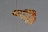  ( - BC ZSM Lep 103531)  @11 [ ] CreativeCommons - Attribution Non-Commercial Share-Alike (2018) SNSB, Staatliche Naturwissenschaftliche Sammlungen Bayerns ZSM (SNSB, Zoologische Staatssammlung Muenchen)