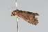  ( - BC ZSM Lep 103538)  @12 [ ] CreativeCommons - Attribution Non-Commercial Share-Alike (2018) SNSB, Staatliche Naturwissenschaftliche Sammlungen Bayerns ZSM (SNSB, Zoologische Staatssammlung Muenchen)