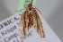  ( - BC ZSM Lep 103571)  @12 [ ] CreativeCommons - Attribution Non-Commercial Share-Alike (2018) SNSB, Staatliche Naturwissenschaftliche Sammlungen Bayerns ZSM (SNSB, Zoologische Staatssammlung Muenchen)