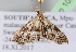  ( - BC ZSM Lep 103605)  @12 [ ] CreativeCommons - Attribution Non-Commercial Share-Alike (2018) SNSB, Staatliche Naturwissenschaftliche Sammlungen Bayerns ZSM (SNSB, Zoologische Staatssammlung Muenchen)