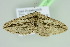 ( - BC ZSM Lep 103625)  @11 [ ] CreativeCommons - Attribution Non-Commercial Share-Alike (2018) SNSB, Staatliche Naturwissenschaftliche Sammlungen Bayerns ZSM (SNSB, Zoologische Staatssammlung Muenchen)