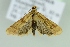  ( - BC ZSM Lep 103630)  @14 [ ] CreativeCommons - Attribution Non-Commercial Share-Alike (2018) SNSB, Staatliche Naturwissenschaftliche Sammlungen Bayerns ZSM (SNSB, Zoologische Staatssammlung Muenchen)