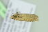  ( - BC ZSM Lep 103656)  @12 [ ] CreativeCommons - Attribution Non-Commercial Share-Alike (2018) SNSB, Staatliche Naturwissenschaftliche Sammlungen Bayerns ZSM (SNSB, Zoologische Staatssammlung Muenchen)