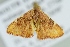  ( - BC ZSM Lep 103674)  @11 [ ] CreativeCommons - Attribution Non-Commercial Share-Alike (2018) SNSB, Staatliche Naturwissenschaftliche Sammlungen Bayerns ZSM (SNSB, Zoologische Staatssammlung Muenchen)