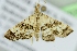  ( - BC ZSM Lep 103677)  @12 [ ] CreativeCommons - Attribution Non-Commercial Share-Alike (2018) SNSB, Staatliche Naturwissenschaftliche Sammlungen Bayerns ZSM (SNSB, Zoologische Staatssammlung Muenchen)