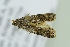 ( - BC ZSM Lep 103698)  @11 [ ] CreativeCommons - Attribution Non-Commercial Share-Alike (2018) SNSB, Staatliche Naturwissenschaftliche Sammlungen Bayerns ZSM (SNSB, Zoologische Staatssammlung Muenchen)