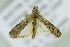  ( - BC ZSM Lep 103699)  @11 [ ] CreativeCommons - Attribution Non-Commercial Share-Alike (2018) SNSB, Staatliche Naturwissenschaftliche Sammlungen Bayerns ZSM (SNSB, Zoologische Staatssammlung Muenchen)