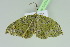  ( - BC ZSM Lep 103703)  @11 [ ] CreativeCommons - Attribution Non-Commercial Share-Alike (2018) SNSB, Staatliche Naturwissenschaftliche Sammlungen Bayerns ZSM (SNSB, Zoologische Staatssammlung Muenchen)