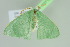  ( - BC ZSM Lep 103712)  @11 [ ] CreativeCommons - Attribution Non-Commercial Share-Alike (2018) SNSB, Staatliche Naturwissenschaftliche Sammlungen Bayerns ZSM (SNSB, Zoologische Staatssammlung Muenchen)