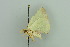  ( - BC ZSM Lep 103725)  @12 [ ] CreativeCommons - Attribution Non-Commercial Share-Alike (2018) SNSB, Staatliche Naturwissenschaftliche Sammlungen Bayerns ZSM (SNSB, Zoologische Staatssammlung Muenchen)