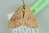  ( - BC ZSM Lep 103727)  @11 [ ] CreativeCommons - Attribution Non-Commercial Share-Alike (2018) SNSB, Staatliche Naturwissenschaftliche Sammlungen Bayerns ZSM (SNSB, Zoologische Staatssammlung Muenchen)
