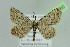  ( - BC ZSM Lep 103730)  @11 [ ] CreativeCommons - Attribution Non-Commercial Share-Alike (2018) SNSB, Staatliche Naturwissenschaftliche Sammlungen Bayerns ZSM (SNSB, Zoologische Staatssammlung Muenchen)