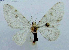  ( - BC ZSM Lep 103738)  @11 [ ] CreativeCommons - Attribution Non-Commercial Share-Alike (2018) SNSB, Staatliche Naturwissenschaftliche Sammlungen Bayerns ZSM (SNSB, Zoologische Staatssammlung Muenchen)