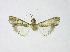  (Noorda maledivica - BC ZSM Lep 103741)  @11 [ ] CreativeCommons - Attribution Non-Commercial Share-Alike (2018) SNSB, Staatliche Naturwissenschaftliche Sammlungen Bayerns ZSM (SNSB, Zoologische Staatssammlung Muenchen)