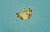  ( - BC ZSM Lep 103748)  @12 [ ] CreativeCommons - Attribution Non-Commercial Share-Alike (2018) SNSB, Staatliche Naturwissenschaftliche Sammlungen Bayerns ZSM (SNSB, Zoologische Staatssammlung Muenchen)