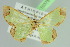  ( - BC ZSM Lep 103751)  @11 [ ] CreativeCommons - Attribution Non-Commercial Share-Alike (2018) SNSB, Staatliche Naturwissenschaftliche Sammlungen Bayerns ZSM (SNSB, Zoologische Staatssammlung Muenchen)