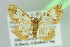  ( - BC ZSM Lep 103755)  @11 [ ] CreativeCommons - Attribution Non-Commercial Share-Alike (2018) SNSB, Staatliche Naturwissenschaftliche Sammlungen Bayerns ZSM (SNSB, Zoologische Staatssammlung Muenchen)