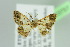  ( - BC ZSM Lep 103757)  @13 [ ] CreativeCommons - Attribution Non-Commercial Share-Alike (2018) SNSB, Staatliche Naturwissenschaftliche Sammlungen Bayerns ZSM (SNSB, Zoologische Staatssammlung Muenchen)