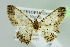  (Zamarada mesotaenia - BC ZSM Lep 103759)  @11 [ ] CreativeCommons - Attribution Non-Commercial Share-Alike (2018) SNSB, Staatliche Naturwissenschaftliche Sammlungen Bayerns ZSM (SNSB, Zoologische Staatssammlung Muenchen)