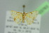  ( - BC ZSM Lep 103763)  @12 [ ] CreativeCommons - Attribution Non-Commercial Share-Alike (2018) SNSB, Staatliche Naturwissenschaftliche Sammlungen Bayerns ZSM (SNSB, Zoologische Staatssammlung Muenchen)