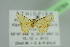  ( - BC ZSM Lep 103764)  @12 [ ] CreativeCommons - Attribution Non-Commercial Share-Alike (2018) SNSB, Staatliche Naturwissenschaftliche Sammlungen Bayerns ZSM (SNSB, Zoologische Staatssammlung Muenchen)