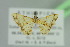  ( - BC ZSM Lep 103765)  @12 [ ] CreativeCommons - Attribution Non-Commercial Share-Alike (2018) SNSB, Staatliche Naturwissenschaftliche Sammlungen Bayerns ZSM (SNSB, Zoologische Staatssammlung Muenchen)