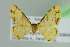  ( - BC ZSM Lep 103771)  @11 [ ] CreativeCommons - Attribution Non-Commercial Share-Alike (2018) SNSB, Staatliche Naturwissenschaftliche Sammlungen Bayerns ZSM (SNSB, Zoologische Staatssammlung Muenchen)