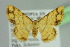  ( - BC ZSM Lep 103772)  @11 [ ] CreativeCommons - Attribution Non-Commercial Share-Alike (2018) SNSB, Staatliche Naturwissenschaftliche Sammlungen Bayerns ZSM (SNSB, Zoologische Staatssammlung Muenchen)