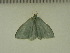  ( - BC ZSM Lep 103797)  @11 [ ] CreativeCommons - Attribution Non-Commercial Share-Alike (2018) SNSB, Staatliche Naturwissenschaftliche Sammlungen Bayerns ZSM (SNSB, Zoologische Staatssammlung Muenchen)