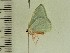  ( - BC ZSM Lep 103840)  @12 [ ] CreativeCommons - Attribution Non-Commercial Share-Alike (2018) SNSB, Staatliche Naturwissenschaftliche Sammlungen Bayerns ZSM (SNSB, Zoologische Staatssammlung Muenchen)