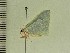  ( - BC ZSM Lep 103842)  @11 [ ] CreativeCommons - Attribution Non-Commercial Share-Alike (2018) SNSB, Staatliche Naturwissenschaftliche Sammlungen Bayerns ZSM (SNSB, Zoologische Staatssammlung Muenchen)