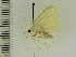  ( - BC ZSM Lep 103843)  @11 [ ] CreativeCommons - Attribution Non-Commercial Share-Alike (2018) SNSB, Staatliche Naturwissenschaftliche Sammlungen Bayerns ZSM (SNSB, Zoologische Staatssammlung Muenchen)