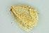  ( - BC ZSM Lep 103896)  @11 [ ] CreativeCommons - Attribution Non-Commercial Share-Alike (2018) SNSB, Staatliche Naturwissenschaftliche Sammlungen Bayerns ZSM (SNSB, Zoologische Staatssammlung Muenchen)
