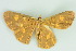 ( - BC ZSM Lep 103918)  @11 [ ] CreativeCommons - Attribution Non-Commercial Share-Alike (2018) SNSB, Staatliche Naturwissenschaftliche Sammlungen Bayerns ZSM (SNSB, Zoologische Staatssammlung Muenchen)