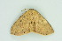 ( - BC ZSM Lep 103921)  @11 [ ] CreativeCommons - Attribution Non-Commercial Share-Alike (2018) SNSB, Staatliche Naturwissenschaftliche Sammlungen Bayerns ZSM (SNSB, Zoologische Staatssammlung Muenchen)