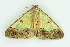  ( - BC ZSM Lep 103935)  @11 [ ] CreativeCommons - Attribution Non-Commercial Share-Alike (2018) SNSB, Staatliche Naturwissenschaftliche Sammlungen Bayerns ZSM (SNSB, Zoologische Staatssammlung Muenchen)