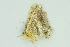  ( - BC ZSM Lep 103943)  @11 [ ] CreativeCommons - Attribution Non-Commercial Share-Alike (2018) SNSB, Staatliche Naturwissenschaftliche Sammlungen Bayerns ZSM (SNSB, Zoologische Staatssammlung Muenchen)