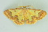  ( - BC ZSM Lep 103945)  @11 [ ] CreativeCommons - Attribution Non-Commercial Share-Alike (2018) SNSB, Staatliche Naturwissenschaftliche Sammlungen Bayerns ZSM (SNSB, Zoologische Staatssammlung Muenchen)