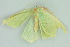  ( - BC ZSM Lep 103951)  @11 [ ] CreativeCommons - Attribution Non-Commercial Share-Alike (2018) SNSB, Staatliche Naturwissenschaftliche Sammlungen Bayerns ZSM (SNSB, Zoologische Staatssammlung Muenchen)