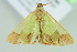  ( - BC ZSM Lep 103994)  @11 [ ] CreativeCommons - Attribution Non-Commercial Share-Alike (2018) SNSB, Staatliche Naturwissenschaftliche Sammlungen Bayerns ZSM (SNSB, Zoologische Staatssammlung Muenchen)