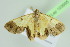  ( - BC ZSM Lep 103995)  @11 [ ] CreativeCommons - Attribution Non-Commercial Share-Alike (2018) SNSB, Staatliche Naturwissenschaftliche Sammlungen Bayerns ZSM (SNSB, Zoologische Staatssammlung Muenchen)
