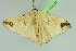  ( - BC ZSM Lep 104001)  @11 [ ] CreativeCommons - Attribution Non-Commercial Share-Alike (2018) SNSB, Staatliche Naturwissenschaftliche Sammlungen Bayerns ZSM (SNSB, Zoologische Staatssammlung Muenchen)