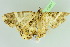  ( - BC ZSM Lep 104013)  @11 [ ] CreativeCommons - Attribution Non-Commercial Share-Alike (2018) SNSB, Staatliche Naturwissenschaftliche Sammlungen Bayerns ZSM (SNSB, Zoologische Staatssammlung Muenchen)