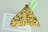  ( - BC ZSM Lep 104035)  @11 [ ] CreativeCommons - Attribution Non-Commercial Share-Alike (2018) SNSB, Staatliche Naturwissenschaftliche Sammlungen Bayerns ZSM (SNSB, Zoologische Staatssammlung Muenchen)