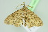  ( - BC ZSM Lep 104043)  @11 [ ] CreativeCommons - Attribution Non-Commercial Share-Alike (2018) SNSB, Staatliche Naturwissenschaftliche Sammlungen Bayerns ZSM (SNSB, Zoologische Staatssammlung Muenchen)