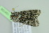  ( - BC ZSM Lep 104108)  @11 [ ] CreativeCommons - Attribution Non-Commercial Share-Alike (2018) SNSB, Staatliche Naturwissenschaftliche Sammlungen Bayerns ZSM (SNSB, Zoologische Staatssammlung Muenchen)