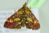  ( - BC ZSM Lep 104143)  @13 [ ] CreativeCommons - Attribution Non-Commercial Share-Alike (2018) SNSB, Staatliche Naturwissenschaftliche Sammlungen Bayerns ZSM (SNSB, Zoologische Staatssammlung Muenchen)