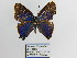  ( - CP Lep 1298)  @11 [ ] CreativeCommons - Attribution Non-Commercial Share-Alike (2018) SNSB, Staatliche Naturwissenschaftliche Sammlungen Bayerns ZSM (SNSB, Zoologische Staatssammlung Muenchen)